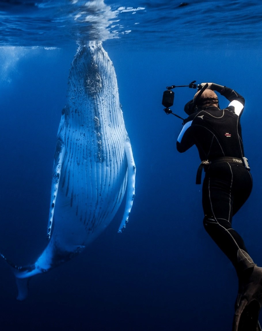 Graciozni divovi na putu oporavka?