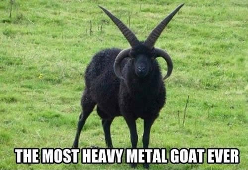 Meee, meee, METAL!