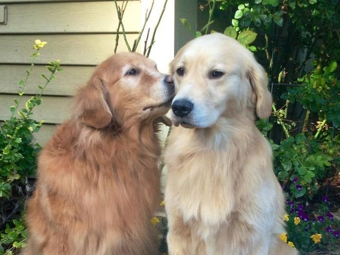 Rex, skuvala sam ti paštašutu..