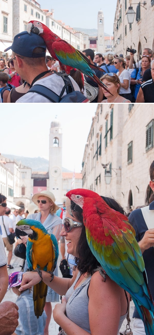 Papagaji u Dubrovniku vrebaju turiste spremne za fotkanje