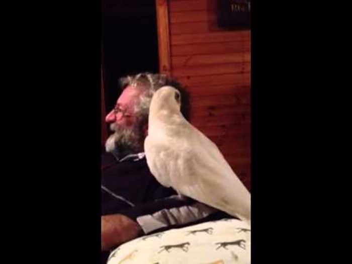 VIDEO: Nabrijani papagaj se proglasio "Jeb..om legendom!"