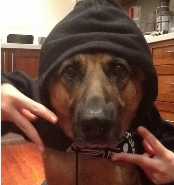 Yo, dawg!