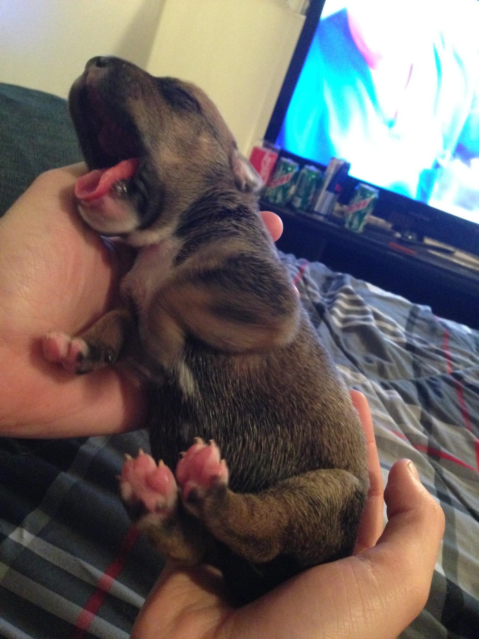 Majušnog psića hvata san