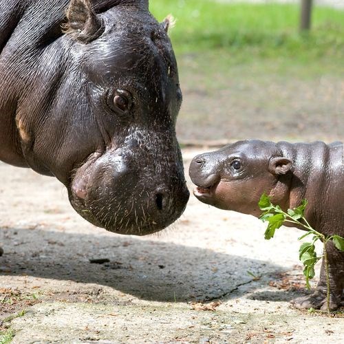Mama, jel' vrijeme za igranje?