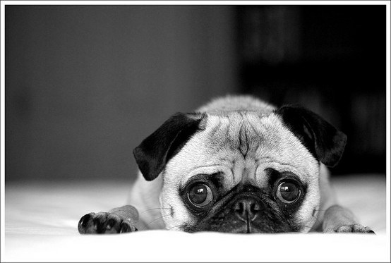 Mops razmišlja o prolaznosti života... i ručku