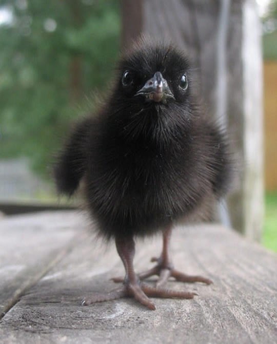 Nabrušeni gavranić: Ne gledaj me, nikad više!