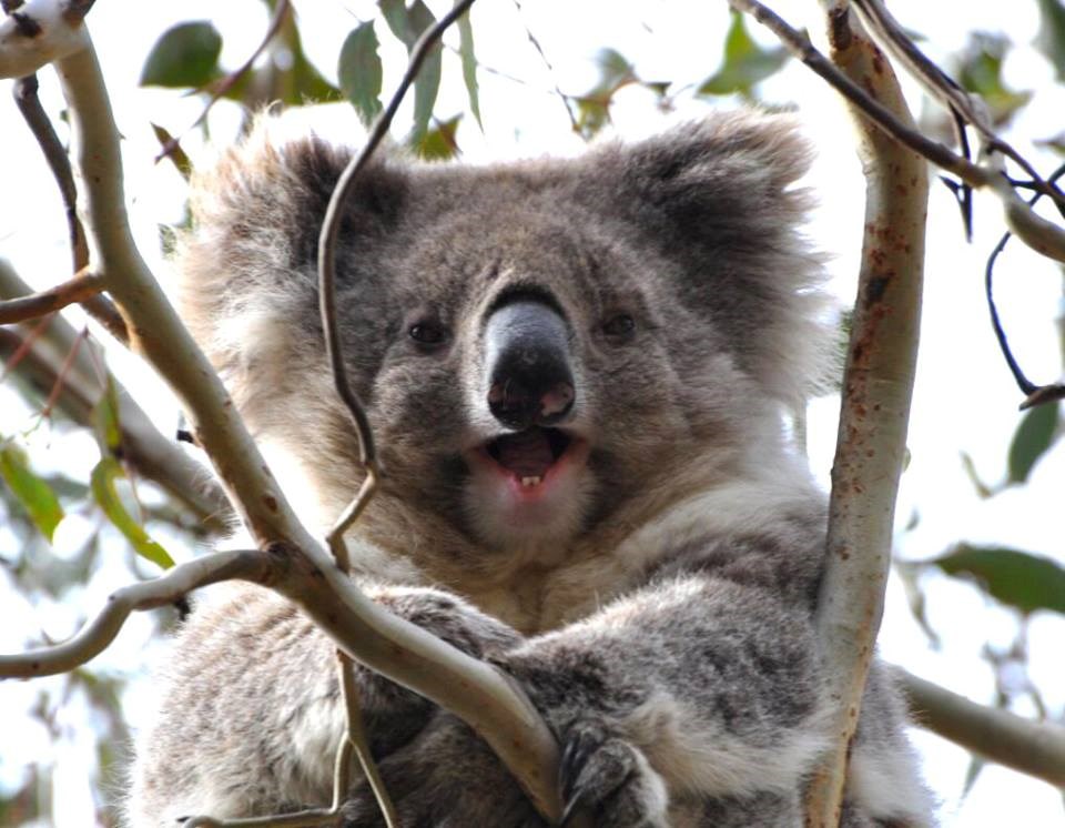 Koala oduševljena fotkanjem