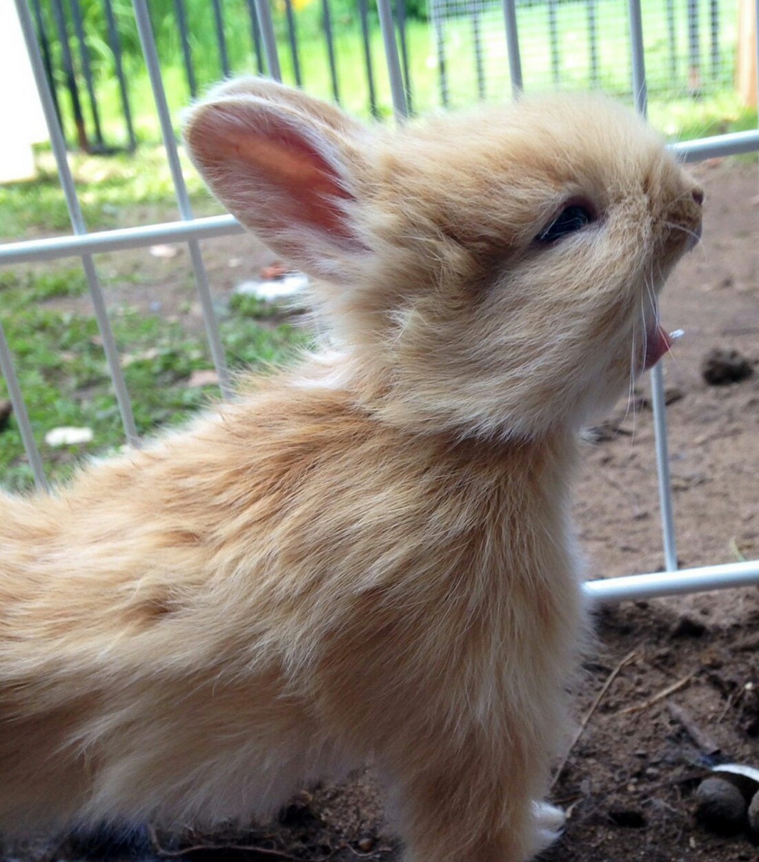Gromoviti zekan riče i brani teritorij!
