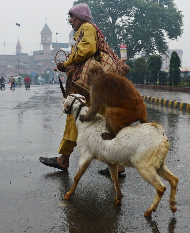 Gospodin majmun nabavio kozu za prijevoz