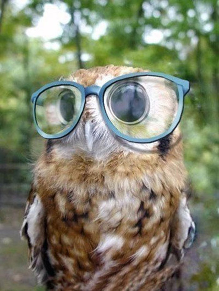 Sova alternativka otišla u hipstere