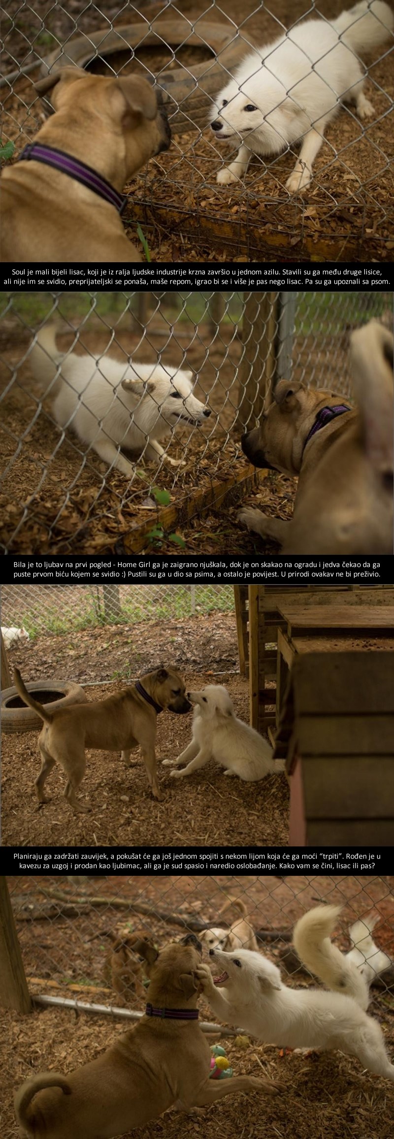 Lisac kojeg nitko nije volio upoznao prvog pravog prijatelja!