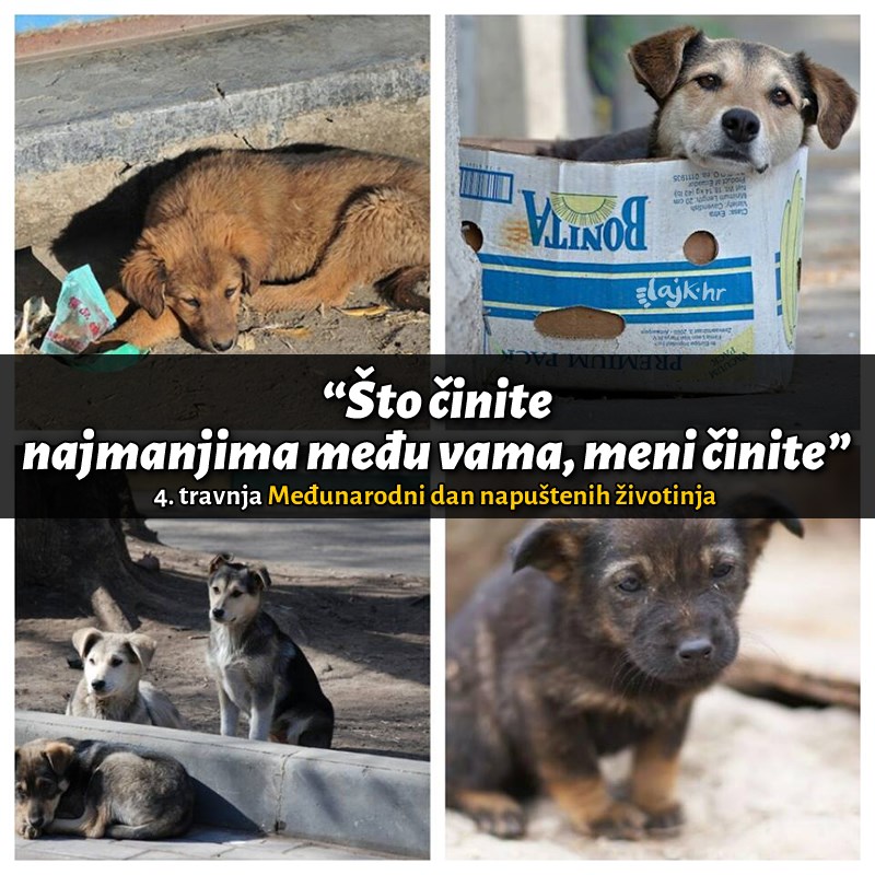 Međunarodni dan napuštenih životinja - da nam nikad više ne trebao!