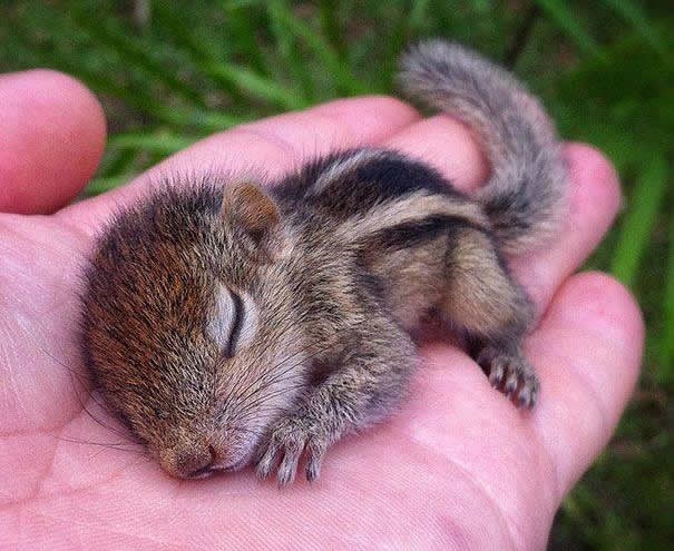 Majušnom vjevercu zima je već počela, laku noć!