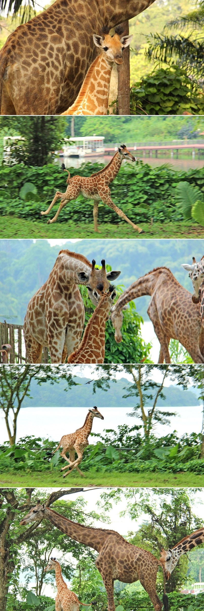 GALERIJA: U singapurskom zoo vrtu rođen mali žirafić!