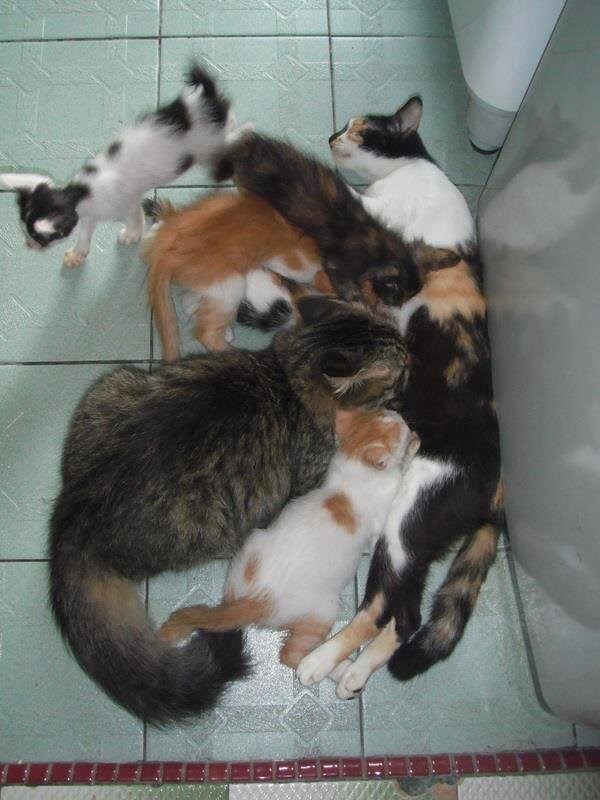 Zločesti mačor uletio na sisu, skriven među mačićima