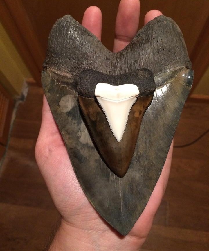 Divovski zubi morskih "čudovišta"