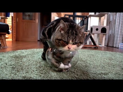 Velika maca se svim snagama pokušala ugurati u zdjelu i time osvojila cijeli internet