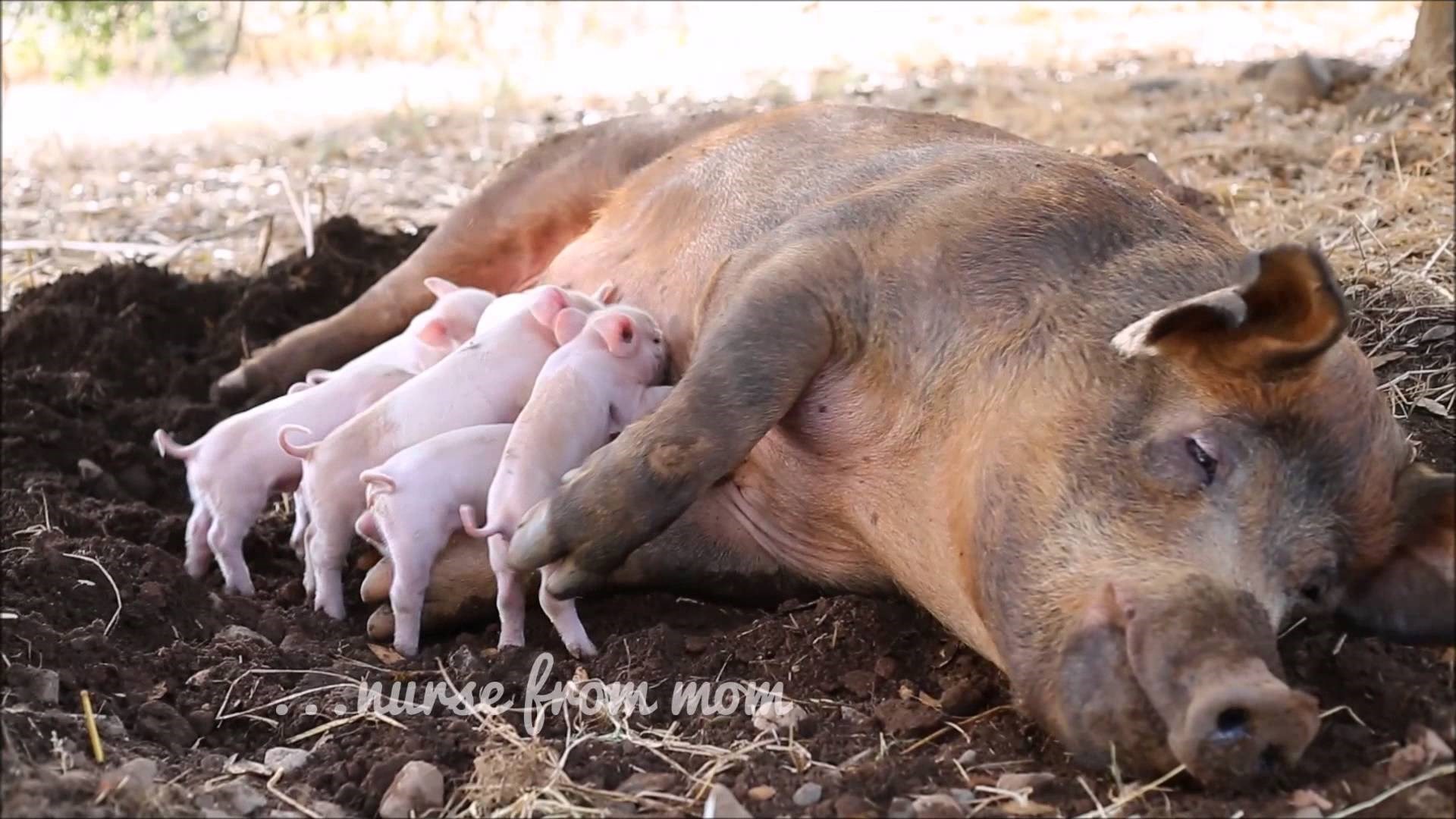 HRABRA SVINJA IZVELA ČUDO: Ritu su vozili u klaonicu, ali ona je imala druge planove!