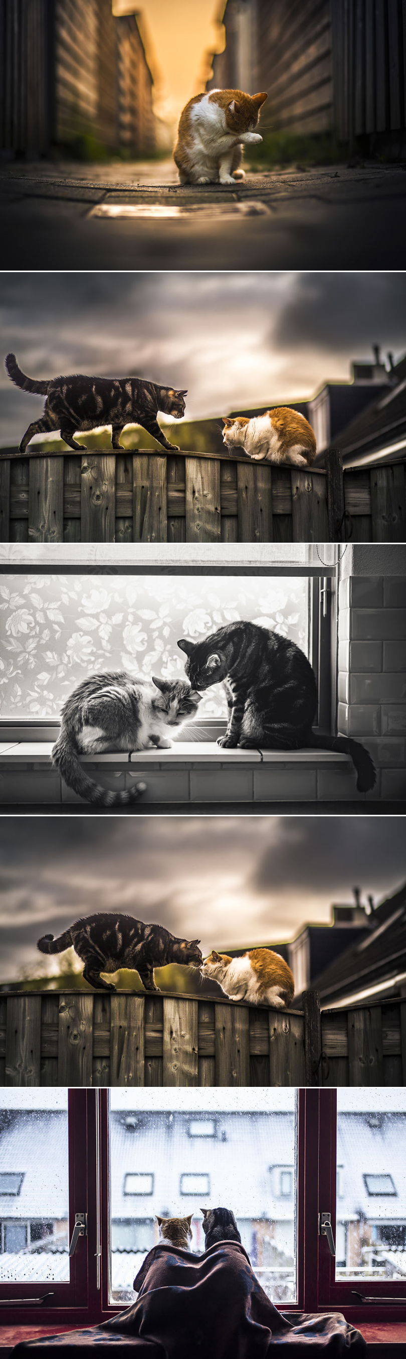 Dvije mace, dva svijeta, ali ljubav cvjeta