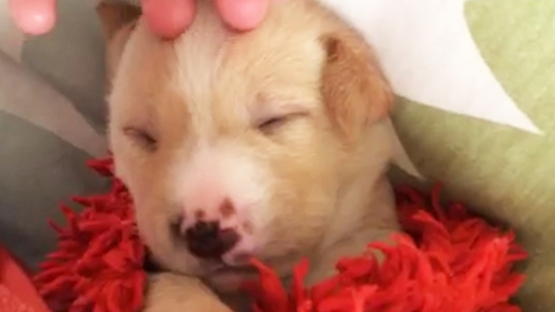 VIDEO: Top 15 razloga zašto je pit bull zakon!