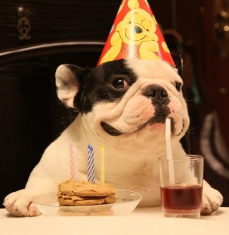 Pesek slavljenik sa smiješkom gušta u rođendanskom tulumu