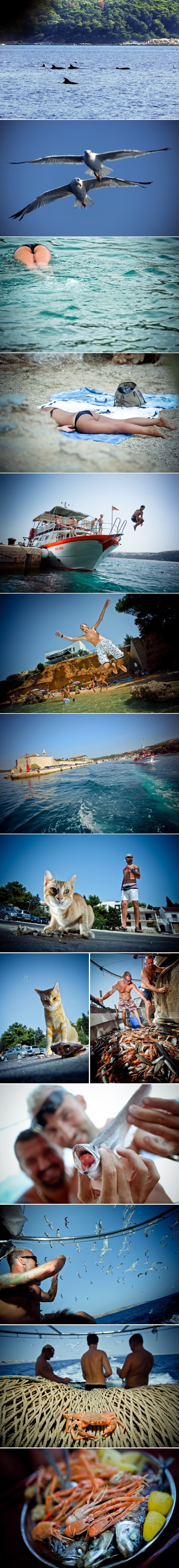 Rapski ljetni mix: Dupini, galebovi, sexy guze, mačke i ribe