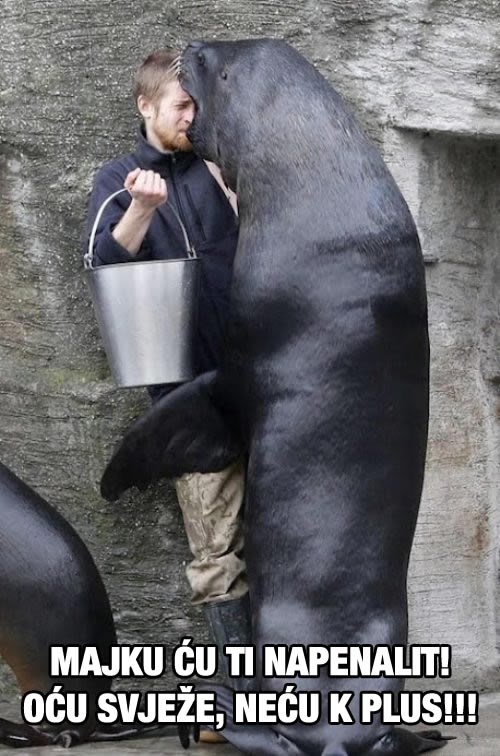 Morski lav izgubio živce i napsovao se majke čuvaru ZOO-a