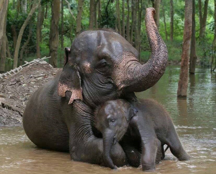 Mama grli i ljubi svog malog slonića