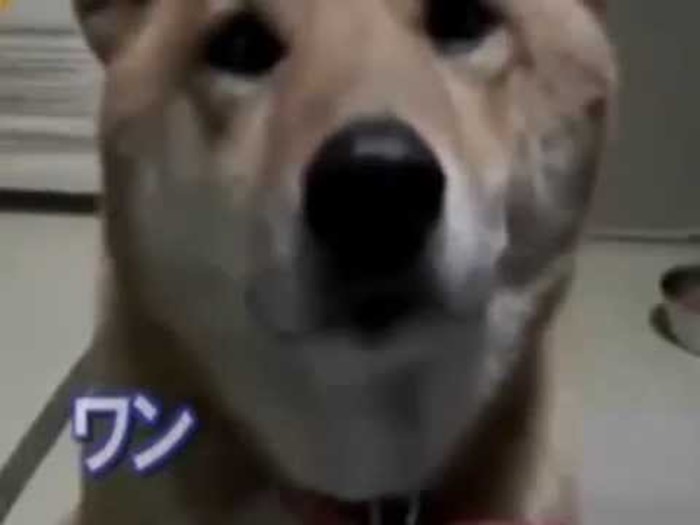 VIDEO: Lajavi pas s kontrolom glasnoće