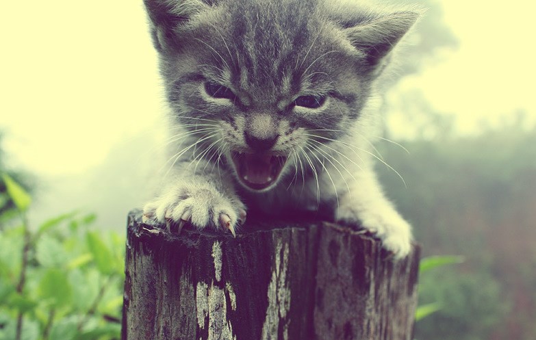 Kad se nagledaš previše dokumentaraca o tigrovima