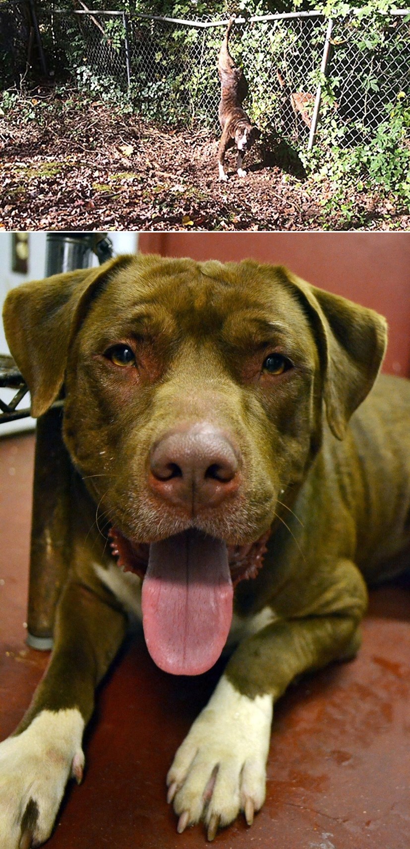 VIDEO: Pas dva dana nije napuštao svoju ljubav, koja je zapela u ogradi!