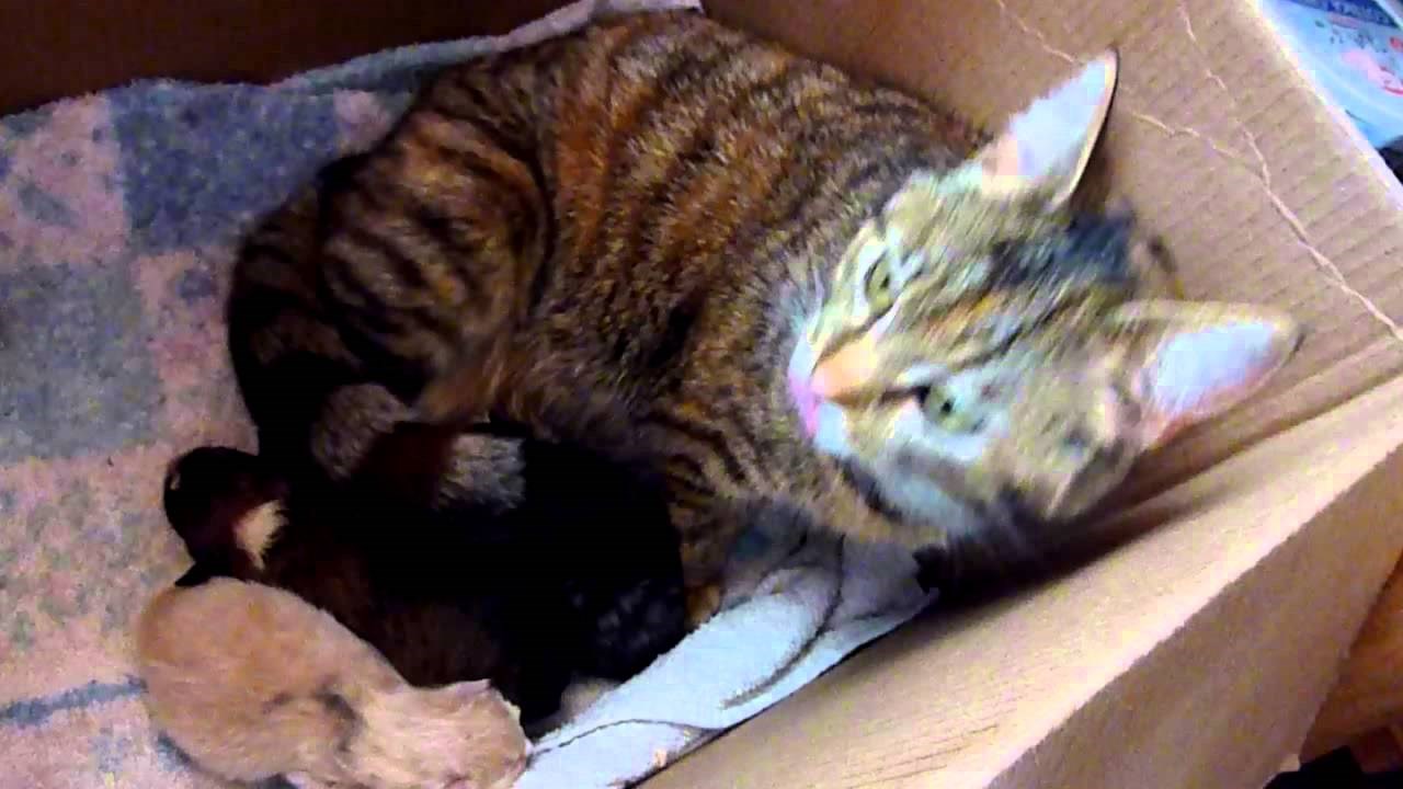 Tek okoćeno štene su stavili kraj mačke i njenih mačića, njena reakcija ih je zadivila!