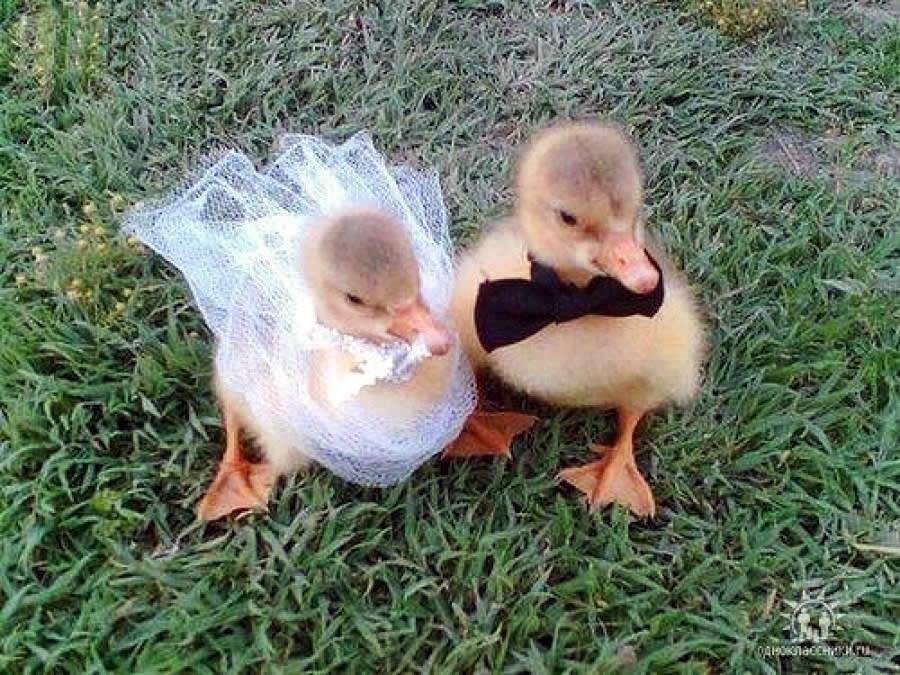 Patkice uplovile u bračnu luku