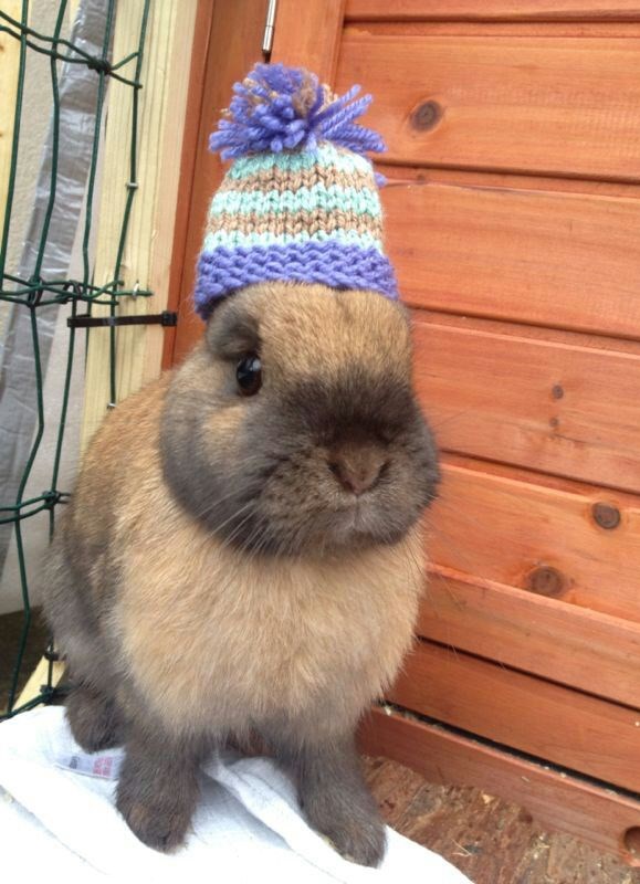 Zeko spreman za najavljeni snijeg