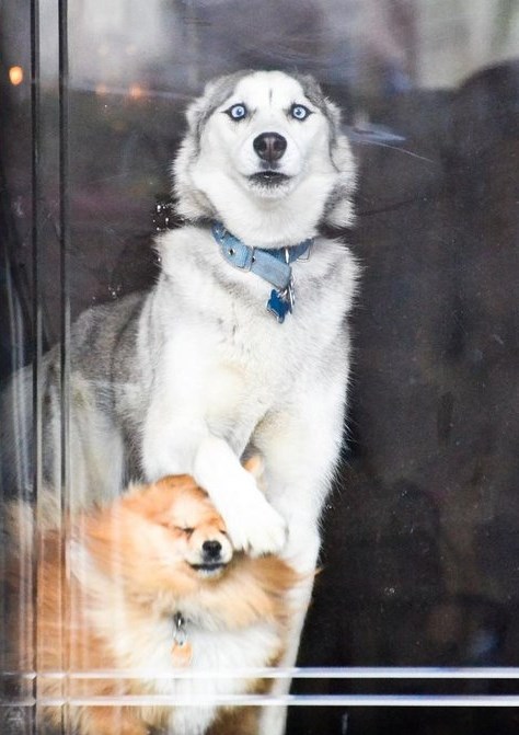 Ne gledaj, Žućka, vidim jetija!!!