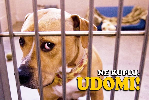 Ne kupuj ljubimca, udomi frenda i usreći jedan život!