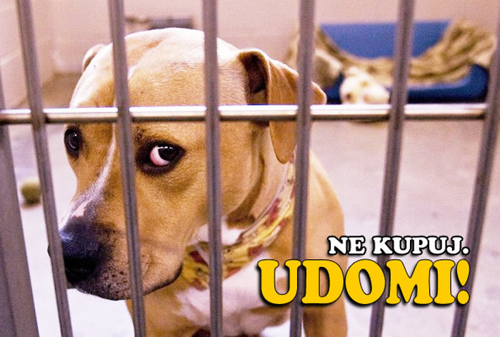 Ne kupuj ljubimca, udomi frenda i usreći jedan život!