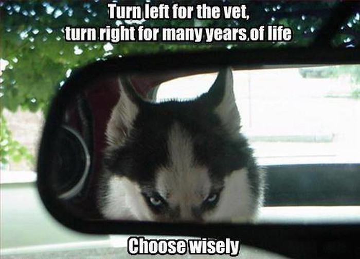 Veterinar nikad nije dobar izbor