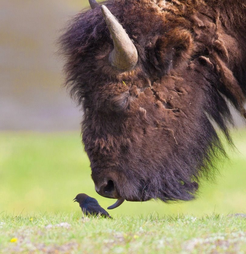 Još jedan dokaz ljepote i ravnoteže u prirodi..