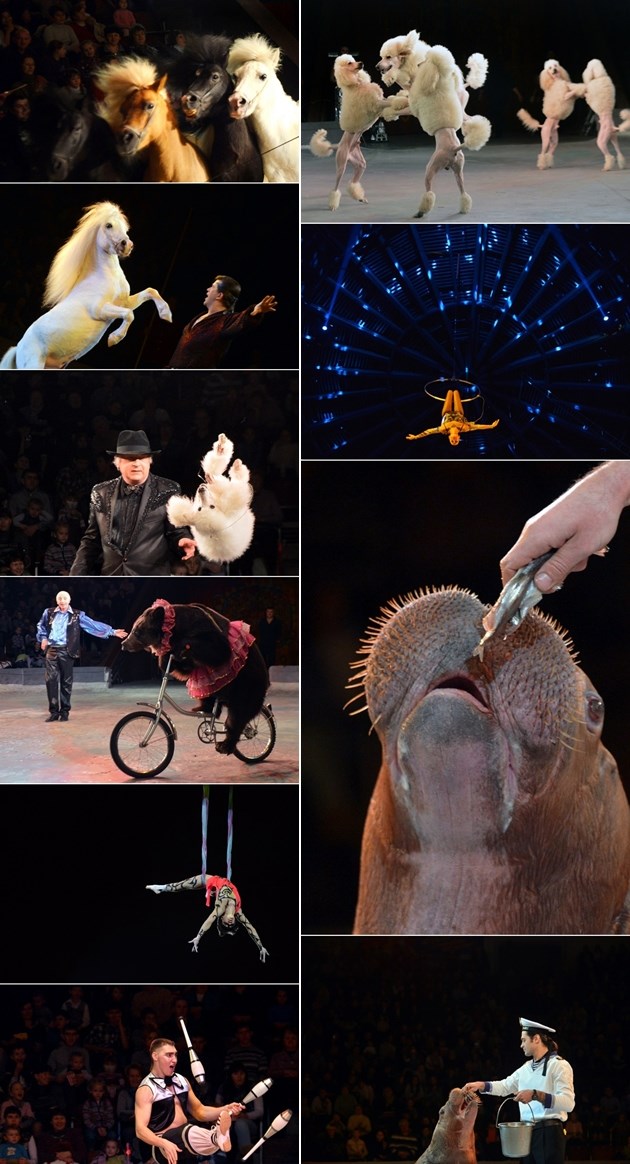 Ukrajinski nacionalni cirkus: Od akrobata do plešućih pudli