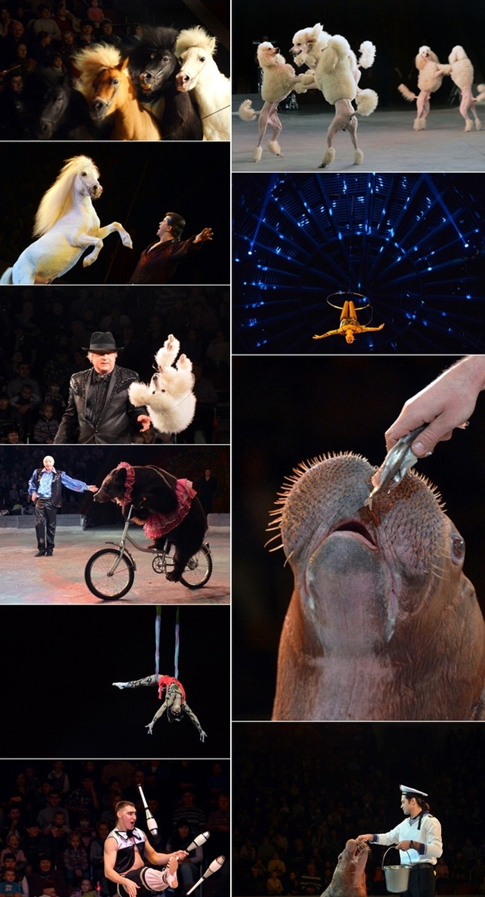 Ukrajinski nacionalni cirkus: Od akrobata do plešućih pudli