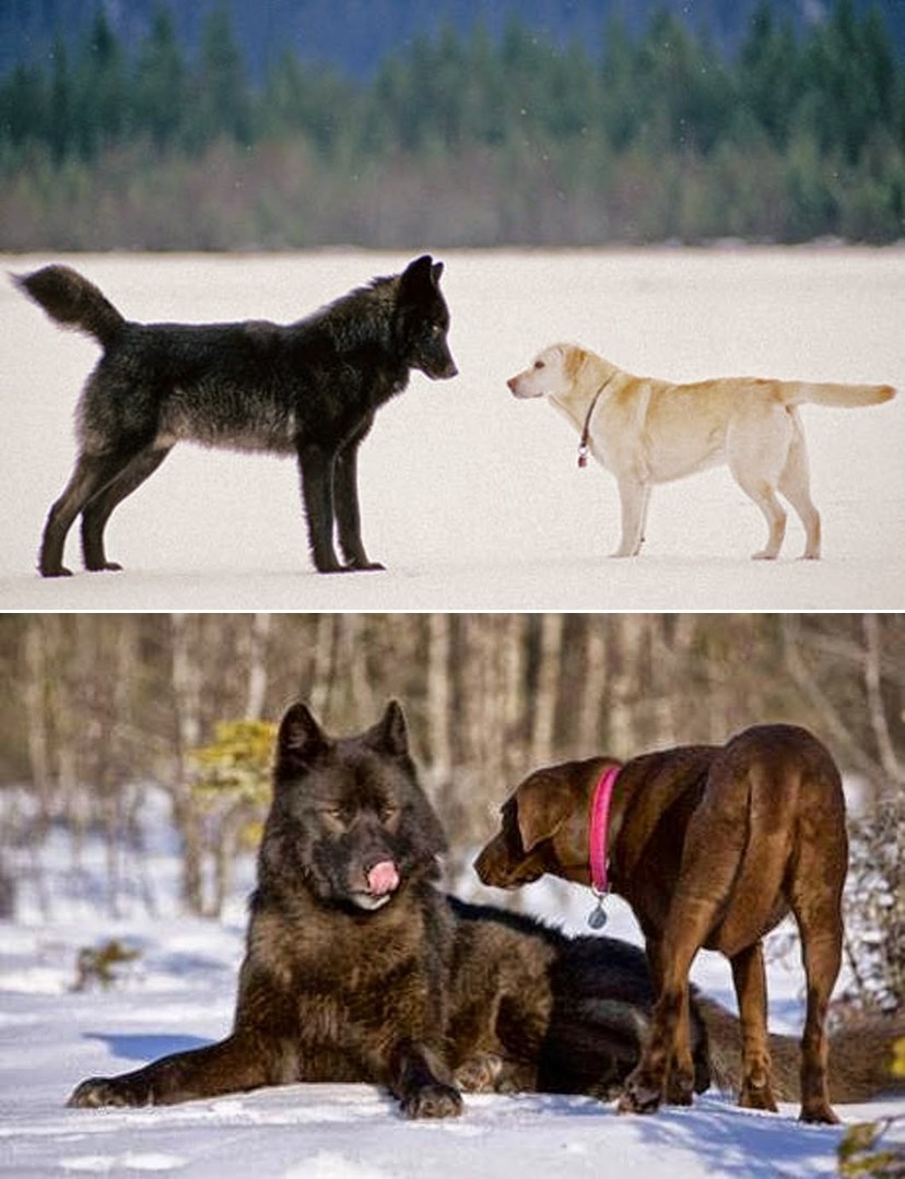Priča o divljem crnom vuku koji je započeo dosad neviđenu tradiciju