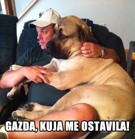 Tužni seksistički pas gazdi priča svoju tragediju