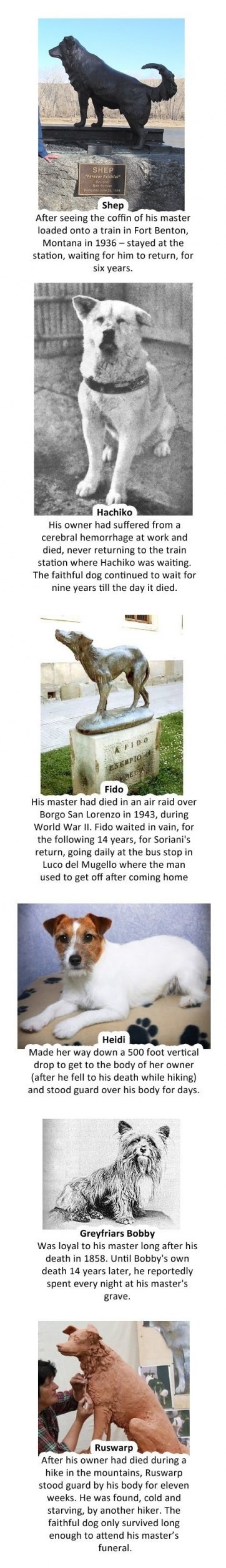 Najvjerniji psi na svijetu: Odani do posljednjeg daha