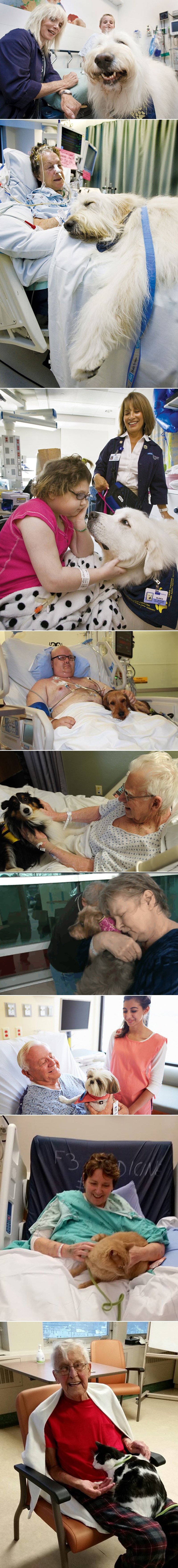 Bolnica izmijenila pravilnik, dozvoljava ljubimce u sobama!