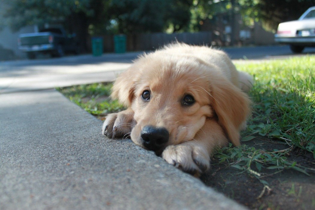 Najgore muke za psića: Čeka gazdu iz dućana