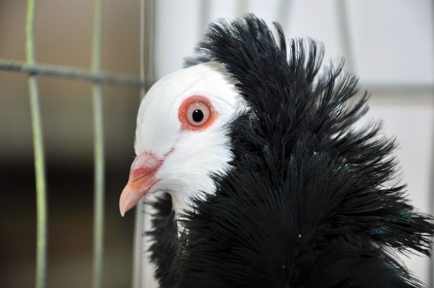 Golub se fura na Marilyna Mansona