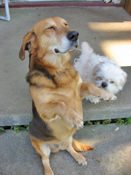 Zen pas u dubokoj meditaciji