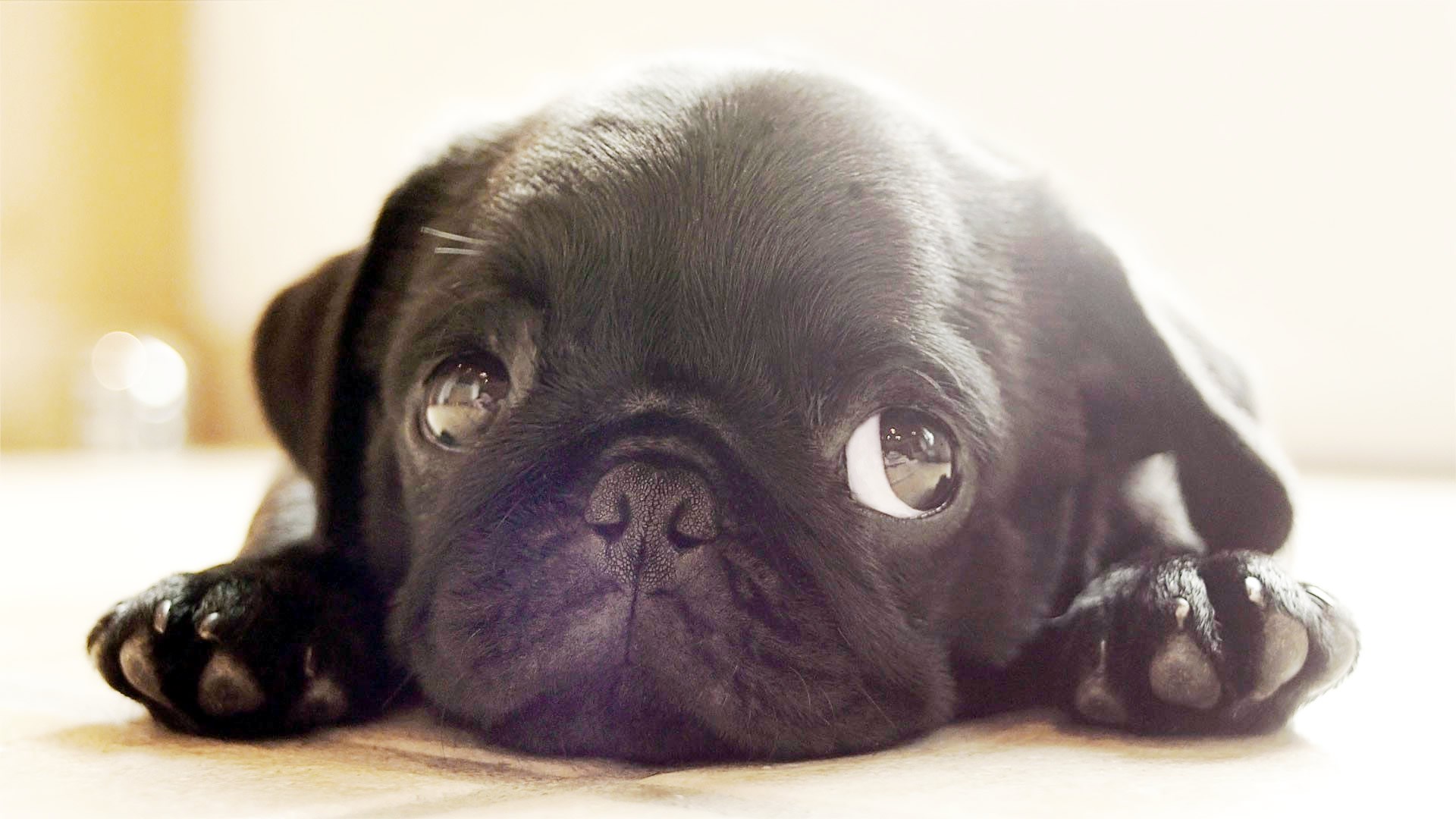 Probaj mu odbiti kad nešto žica