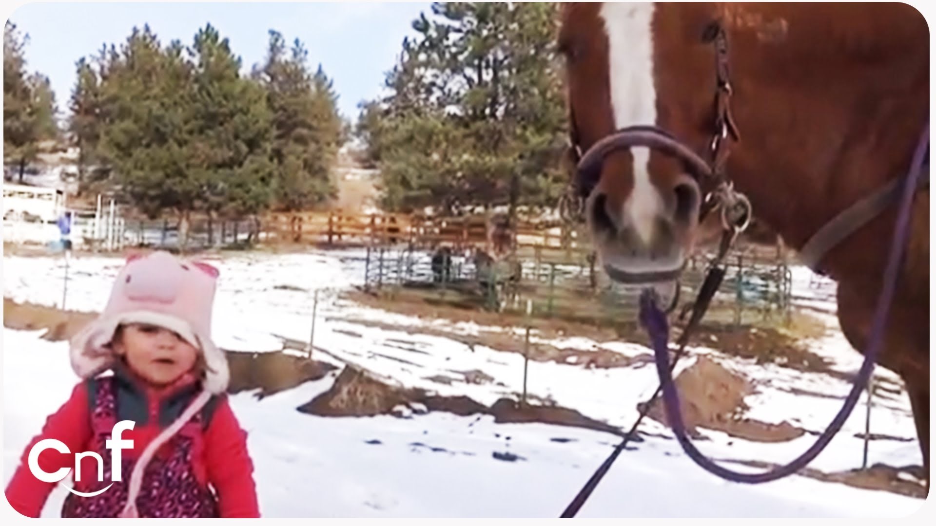 VIDEO: Medena curica predstavlja najbolju frendicu - konja!